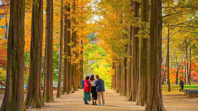 Seoul: Private Tour to Nami Island, Garden, Petite France - Key points to know before booking