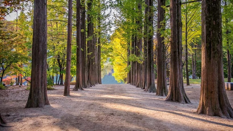 Seoul: Private Tour to Nami Island, Garden, Petite France - Why this makes a good day outside Seoul