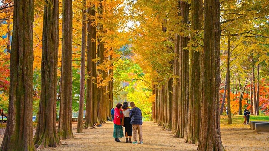 Seoul: Private Tour to Nami Island, Garden, Petite France - Is $200 per person fair value?
