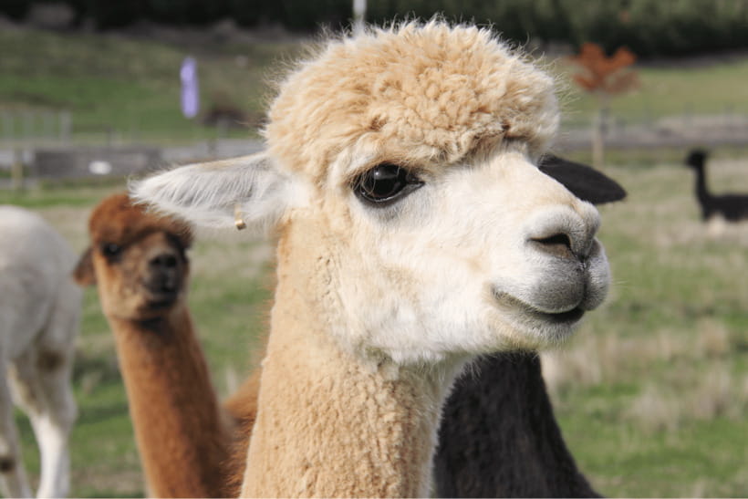 Seoul: Samaksan Cable Car & Nami with Alpaca World/Railbike - Guides, timing, and the group experience