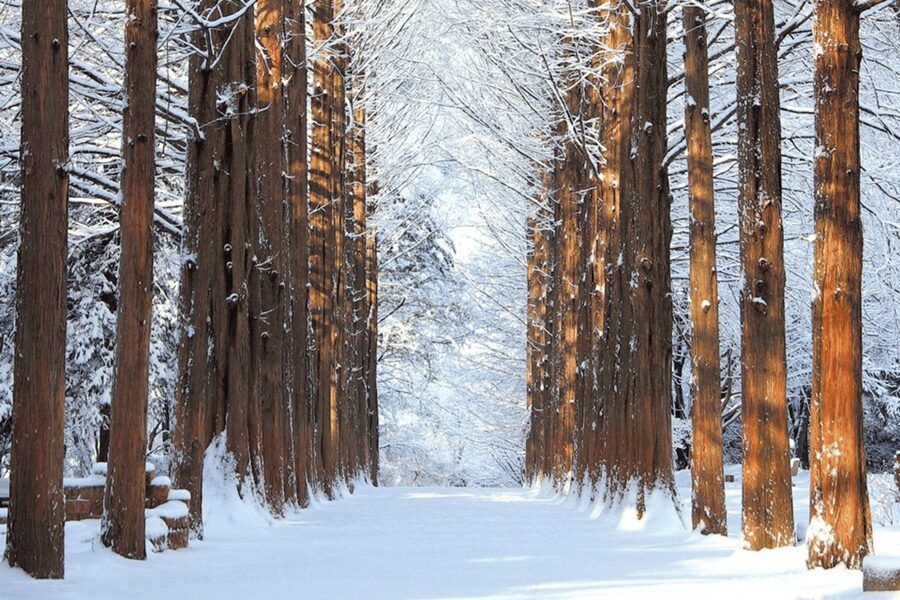 Seoul: SnowyLand in Vivaldi Park with Nami or Alpaca - Booking details worth knowing