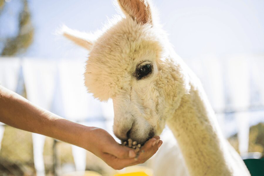 Seoul: SnowyLand in Vivaldi Park with Nami or Alpaca - What to pack for this winter day