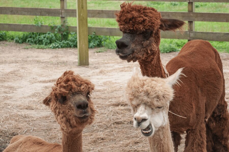 Seoul: SnowyLand in Vivaldi Park with Nami or Alpaca - Who will enjoy this tour most?