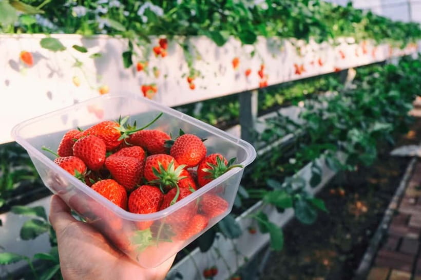 Seoul: Strawberry Picking & Eobi Ice Valley & Nami Island - What this Seoul winter day trip actually offers