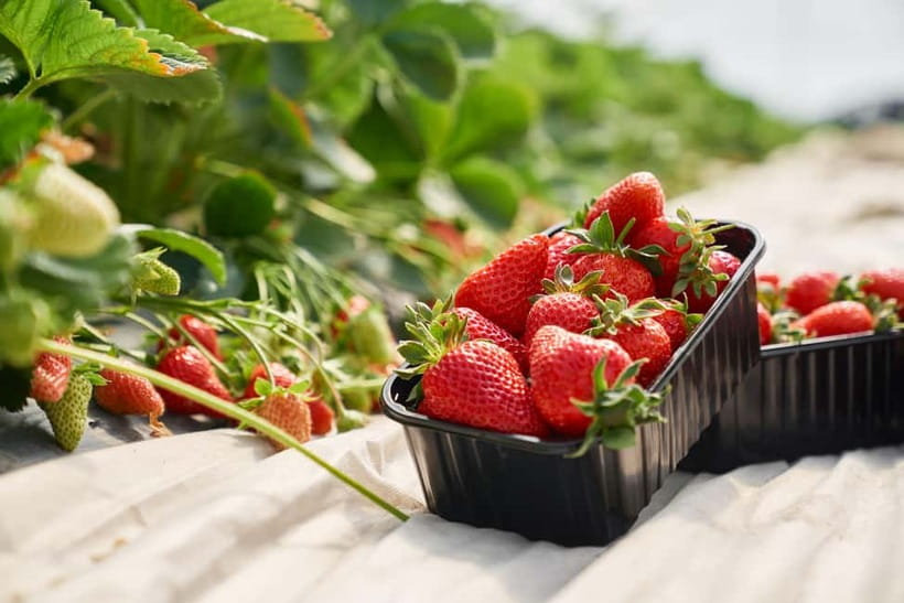 Seoul: Strawberry Picking & Eobi Ice Valley & Nami Island - Should you book this winter tour?