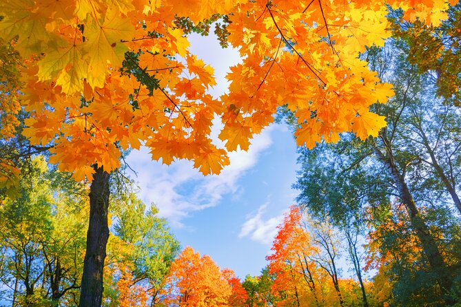 Seoul to/from Nami Island: Round trip Shuttle Bus Service - Why Nami Island works as a Seoul day trip