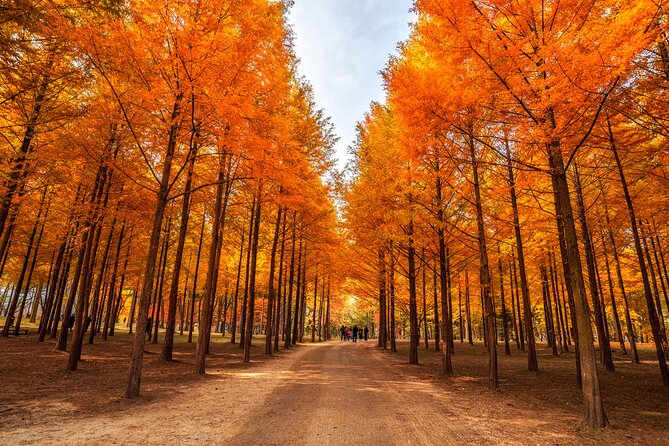 Seoul Vicinity 5 in 1: Nami Island, Garden of Morning Calm & More - Who gets the most from this tour