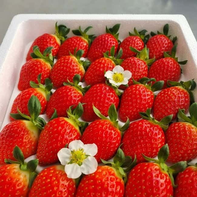 Seoul: Winter Day Tour in Pocheon (+Strawberry Picking) - Sanjeong Lake: the coldest and most flexible stop
