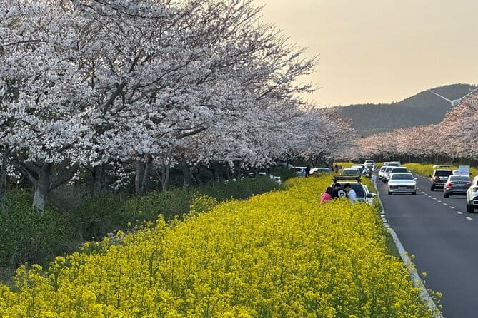 Small Group Tour East Jeju Cherry Blossom & Woman Diver Show - Seopjikoji and the coast near Seongsan