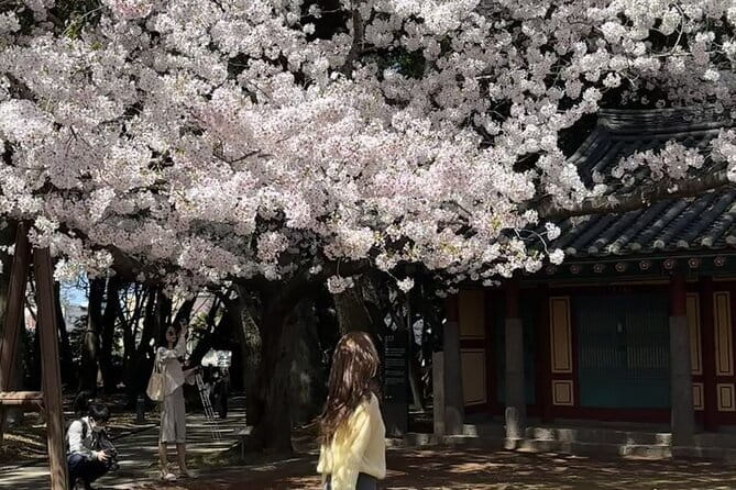 Small Group Tour East Jeju Cherry Blossom & Woman Diver Show - Noksan-ro: a ten-kilometer spring postcard