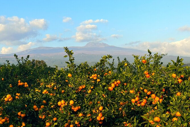 Small Group Tour for Jeju Fall Pink Muhly, Tangerines & Mt. Halla - Pink muhly and garden paths at Camellia Hill