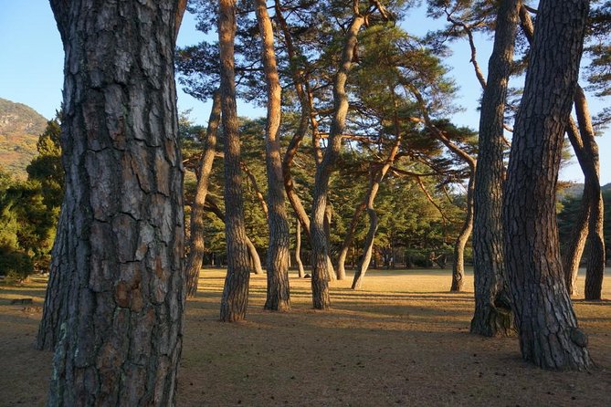 Songnisan National Park & Beopjusa Temple UNESCO site Private Tour - Songnisan’s forest gives the day its fresh air