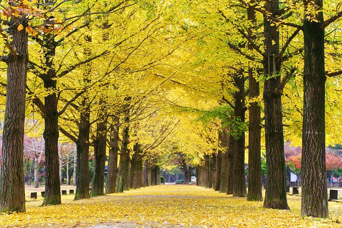 Special Private Tour Nami Island, Rail Bike, Petite France - Nami Island: trees, photos, and Korean drama scenery
