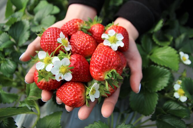 Strawberry Picking, Winter Sled with Eobi Ice Valley from Seoul - Why this winter day trip works from Seoul