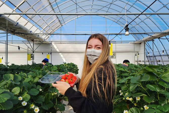Strawberry Picking, Winter Sled with Eobi Ice Valley from Seoul - Who should book this experience?