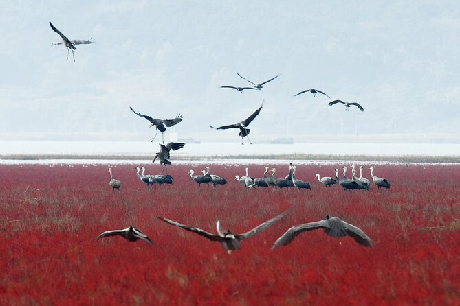 Suncheon and Yeosu Daily Private Tour with Pickup Service - Suncheon Bay Wetland Reserve: the day’s natural highlight