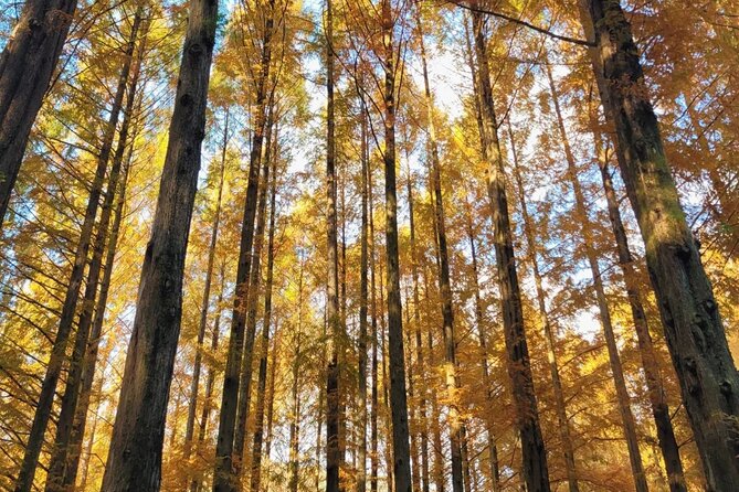 Suwon Hwaseong Fortress & Jangtaesan Full-Day Tour: Autumn Leaves - What the guide and group size mean