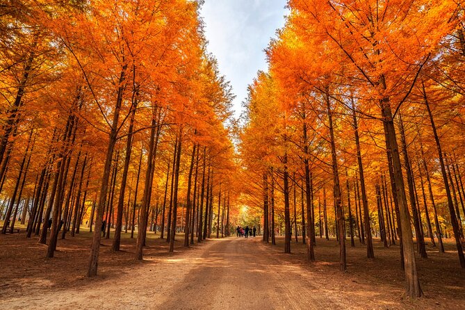 Trip to Nami Island with Petite France & Italian Village, Garden of Morning Calm - Why this day trip makes sense from Seoul