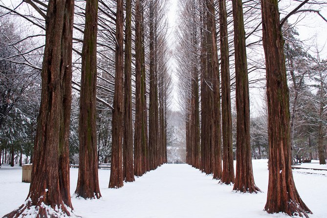Winter Sonata TV Tour on Nami Island from Seoul - Why Winter Sonata still matters here